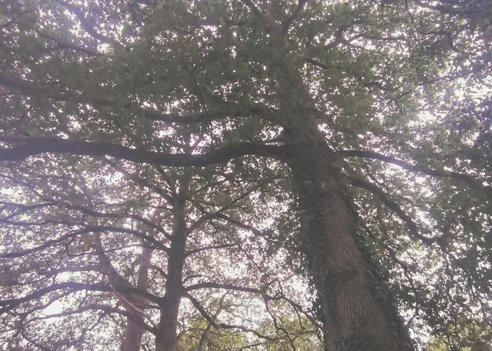 Le Goire At Le Maingaud * Saulgond